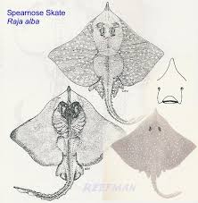 Image result for Raja straeleni