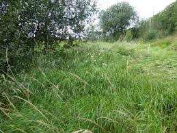Attēlu rezultāti vaicājumam “Calamagrostis canescens fruit”