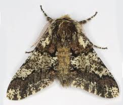 Attēlu rezultāti vaicājumam “Biston strataria”