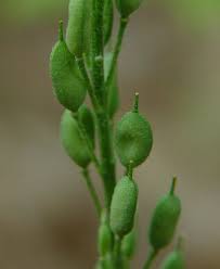 Attēlu rezultāti vaicājumam “Berteroa incana leaf”