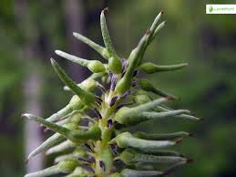 Attēlu rezultāti vaicājumam “Salix caprea fruit”