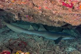 Image result for Ginglymostoma cirratum