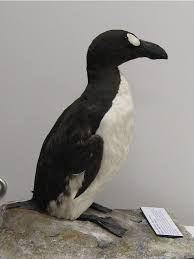 Image result for Pinguinus impennis