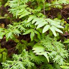 Attēlu rezultāti vaicājumam “Lycogala succineum macro”