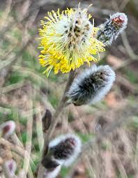 Attēlu rezultāti vaicājumam “Salix caprea male flower”