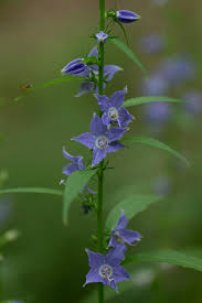 Image result for Campanula americana