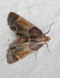 Attēlu rezultāti vaicājumam “Pyralis regalis”