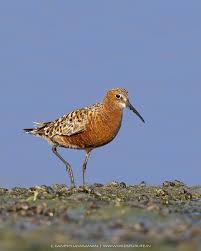Attēlu rezultāti vaicājumam “Calidris ferruginea”
