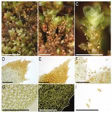 Attēlu rezultāti vaicājumam “Scapania apiculata”