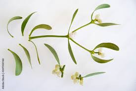 Attēlu rezultāti vaicājumam “Santalaceae”