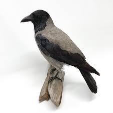 Attēlu rezultāti vaicājumam “Corvus cornix juvenile”
