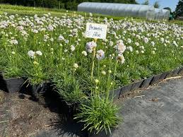 Image result for Grasnelke