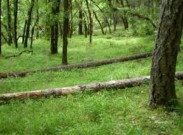 Attēlu rezultāti vaicājumam “Brachypodium sylvaticum fruit”