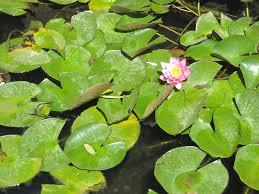 Attēlu rezultāti vaicājumam “Hydrocharis morsus-ranae”