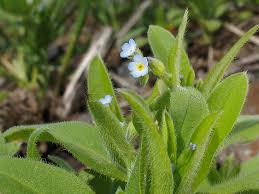 Attēlu rezultāti vaicājumam “Myosotis sparsiflora flower”