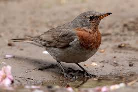 Image result for Turdus ruficollis