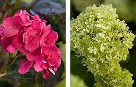 Attēlu rezultāti vaicājumam “Hydrangea arborescens subsp. discolor flower”