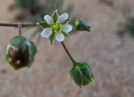 Attēlu rezultāti vaicājumam “Spergula morisonii”