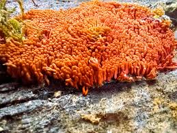 Attēlu rezultāti vaicājumam “Heterotrichia oerstedii (syn. Arcyria oerstedii)”