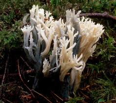 Attēlu rezultāti vaicājumam “Clavulina coralloides”