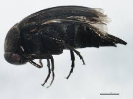 Attēlu rezultāti vaicājumam “Mordella sp.”