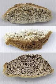 Attēlu rezultāti vaicājumam “Coriolopsis trogii”