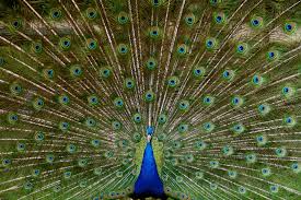 Attēlu rezultāti vaicājumam “Galliformes”