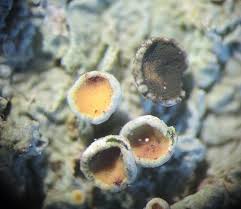 Attēlu rezultāti vaicājumam “Xanthoriicola physciae”