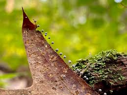 Attēlu rezultāti vaicājumam “Physarum auriscalpium macro”