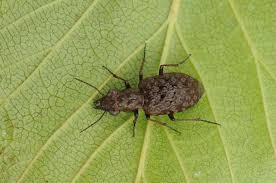 Attēlu rezultāti vaicājumam “Elaphrus cupreus”