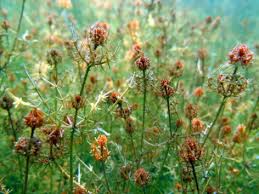 Attēlu rezultāti vaicājumam “Chara tomentosa”