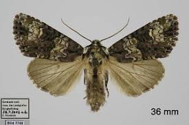 Attēlu rezultāti vaicājumam “Craniophora ligustri imago”