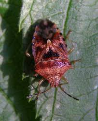 Attēlu rezultāti vaicājumam “Elasmucha grisea imago”