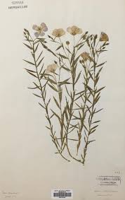 Attēlu rezultāti vaicājumam “Linaceae”