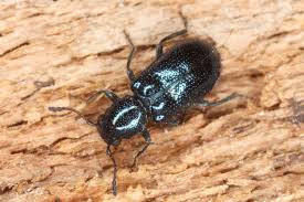 Attēlu rezultāti vaicājumam “Korynetes caeruleus”