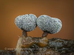 Attēlu rezultāti vaicājumam “Didymium nigripes young”