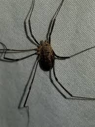 Attēlu rezultāti vaicājumam “Phalangium opilio”