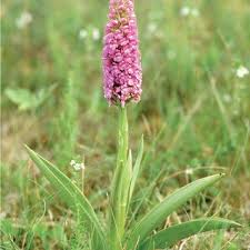 Attēlu rezultāti vaicājumam “Gymnadenia conopsea fruit”