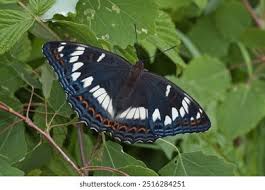 Attēlu rezultāti vaicājumam “Limenitis populi upperside”