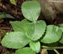 Attēlu rezultāti vaicājumam “Veronica officinalis leaf”