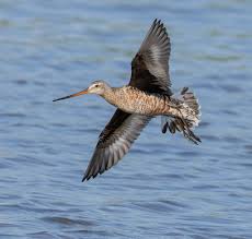 Image result for Limosa haemastica
