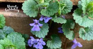 Attēlu rezultāti vaicājumam “Glechoma hederacea leaf”
