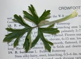 Attēlu rezultāti vaicājumam “Ranunculus cassubicus leaf”