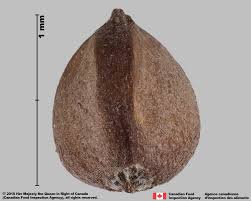 Attēlu rezultāti vaicājumam “Fallopia convolvulus fruit”