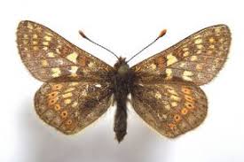 Attēlu rezultāti vaicājumam “Euphydrias aurinia”