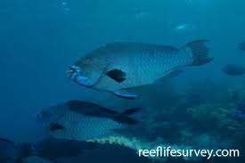 Image result for Scarus zelindae