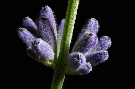 Attēlu rezultāti vaicājumam “Lavandula angustifolia bud”