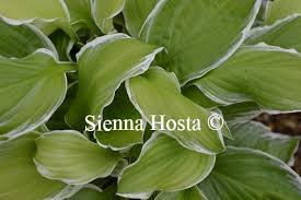 Image result for Hosta fortunei albomarginata