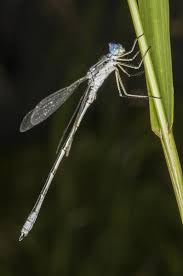 Attēlu rezultāti vaicājumam “Lestes dryas female”