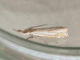 Attēlu rezultāti vaicājumam “Crambus pratella”